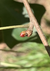 Callirhytis perditor