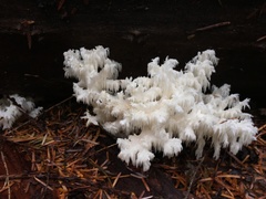 Hericium abietis