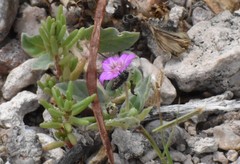 Acmaeodera parkeri