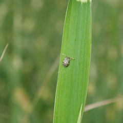 Bruchus