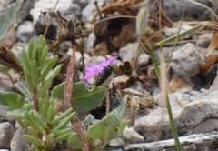 Acmaeodera parkeri