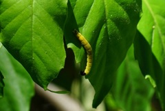 Dichomeris heriguronis