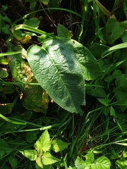 Bistorta officinalis