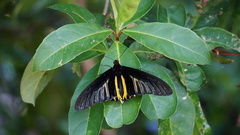 Troides aeacus