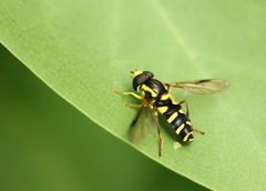 Xanthogramma pedissequum