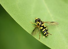 Xanthogramma pedissequum