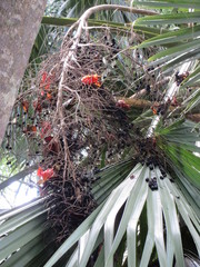 Sabal mauritiiformis