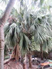 Sabal mauritiiformis