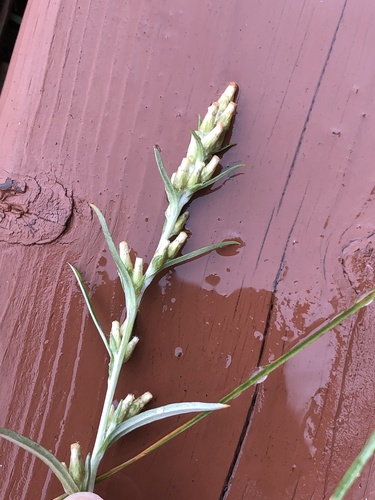 Omalotheca sylvatica iNat (1)