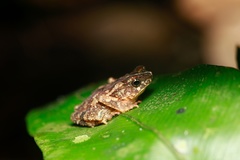 Ingerophrynus divergens