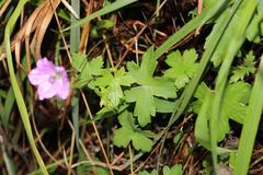 Geranium flanaganii