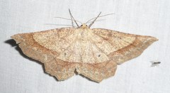 Euchlaena marginaria