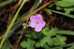 Geranium flanaganii