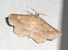 Euchlaena marginaria