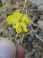 Verbascum sinuatum image