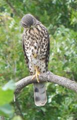 Accipiter tachiro tachiro