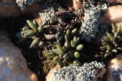 Adromischus filicaulis
