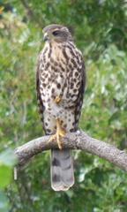 Accipiter tachiro tachiro