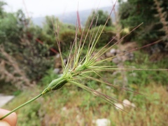Aegilops biuncialis