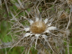 Carlina libanotica