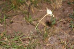 Gladiolus longicollis longicollis