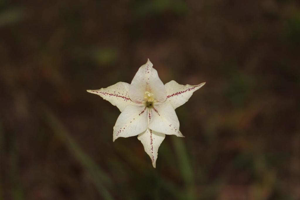 Tristis
