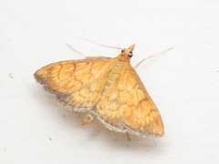 Ecpyrrhorrhoe rubiginalis
