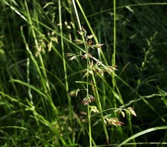 Poa trivialis
