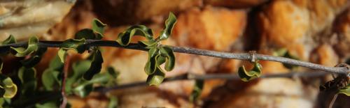 Fockea edulis