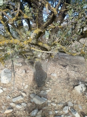 Crataegus azarolus image