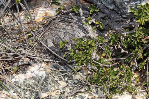 Fockea edulis