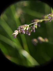 Poa trivialis