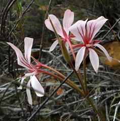 Pelargonium carneum