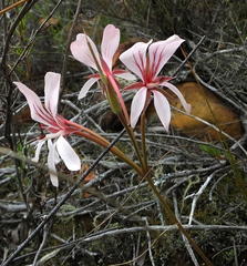 Pelargonium carneum
