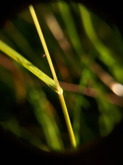 Poa trivialis