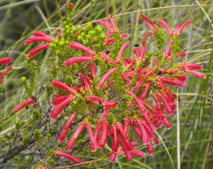 Erica curviflora curviflora