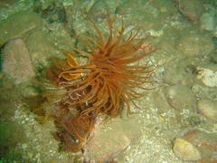 Ceriantheopsis austroafricanus