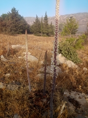 Drimia numidica