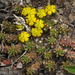 Euphorbia procumbens - Photo (c) Colin Ralston, algunos derechos reservados (CC BY-NC), uploaded by Colin Ralston