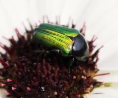 Leucocelis haemorrhoidalis