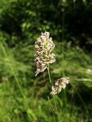 Dactylis glomerata