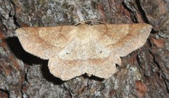 Euchlaena marginaria