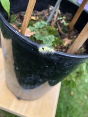 Calliteara pudibunda