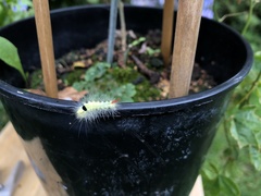 Calliteara pudibunda