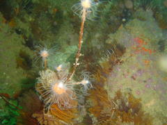 Tubulariidae