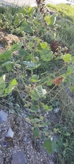 Abutilon theophrasti