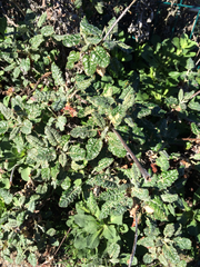 Eriogonum latifolium