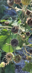 Abutilon theophrasti