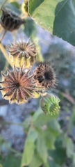 Abutilon theophrasti