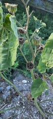 Abutilon theophrasti